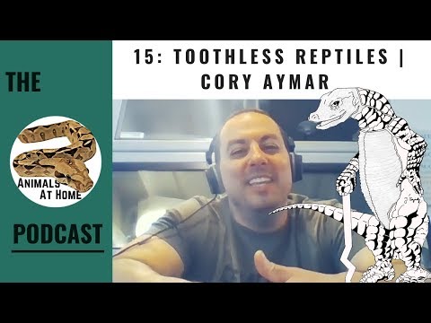 YouTube reptile video