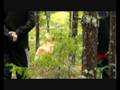 videos de Alpenglow Tally-Ho of Kelimoor MH - del 2