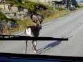 Sorpasso della renna