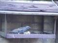 BirdFeeder11208).mpg