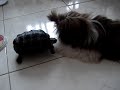 Cãozinho \"Teebo\" e a Jabuti \"Taruga\" Cãozinho \"Teebo\" e a Jabuti \"Taruga\"
