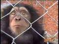 Ape Smuggling