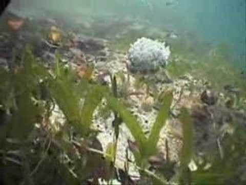 The Last Stand: The Mangrove Trees ...