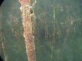 The Last Stand: The Mangrove Trees of Mullet Pond