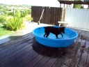 Jasmine playing in her pool