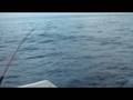videos de m'ha fuit pesca en el caribe
