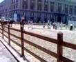 EQUITAZIONE A PIAZZA DEL PLEBISCITO