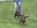 Brant at Puddleduck Kennel
