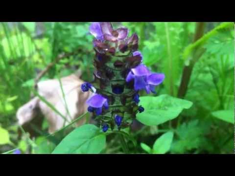 how to grow prunella vulgaris