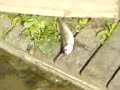 deadfish