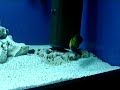 Tropheus sp. Ikola