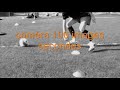 football exercices vitesse vivacité football exercices vitesse vivacité