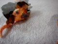 beanie baby homocides part 3