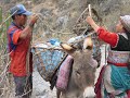 Trekking the Colca Canyon in Peru