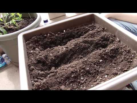 how to grow carrots from other carrots