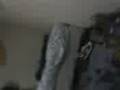 videos de nellcinho e deco