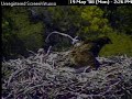 PH Intruder attacks eaglet May 19, 2008 2 of 4