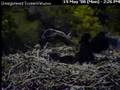 PH Intruder attacks eaglet May 19, 2008 2 of 4