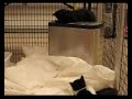 Naughty kittens!