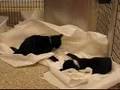 videos de Naughty kittens!