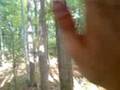 the treehouse
