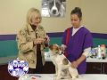Happy Tails Pet Health Care Pt.2
