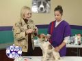 Happy Tails Pet Health Care Pt.2