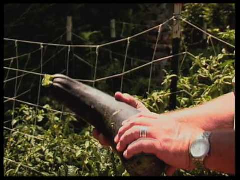 how to transplant summer squash