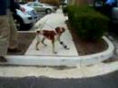 dog wears new brace (www.animalorthocare.com)
