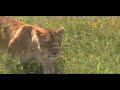 Ngorongoro Crater - Tanzania