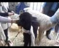 Strange,Cute, poodle-like Animals? No, it\