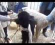 Caniche video