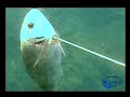 Pesca in apnea nelle acque del Salento. 2� parte