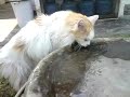 caçula e o balde