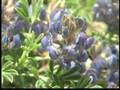 Yosemite National Park Documentary - Part 5