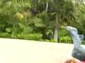 videos de 4 back filp to barani