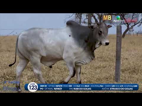 2 DE OLHO NA FAZENDA NELORE BIRIGUI