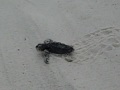 Kemps Sea turtles hatch on Ft  Morgan Alabama