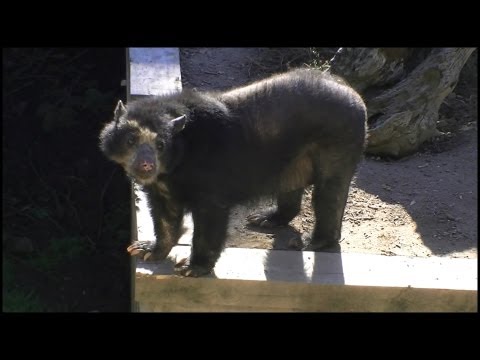 Spectacled+Bear
