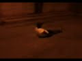 passando por baixo da placa, de skate srs passando por baixo da placa, de skate srs