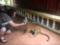 Chido the Cub