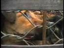 Stichting zinloosgeweld tegen dieren Stichting zinloosgeweld tegen dieren