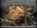 Stichting zinloosgeweld tegen dieren