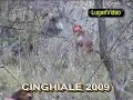 CINGHIALE 2009 - Furie nel Mirino (lugari Video)