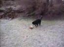 Bernese puppy playing in the snow