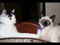 alvin-and-the-chip-munks-how-far-weve-come.html