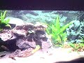 Tanganjika Aquarium