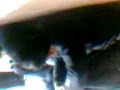 videos de Cbt MIRaNda XuXO LEX