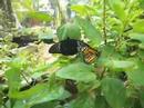 Butterflies Butterflies