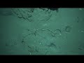 Life around deep sea methane seeps Life around deep sea methane seeps